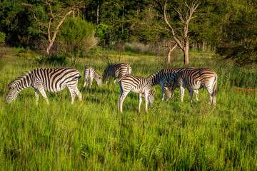 A horde of Zebra grazing during sunset in Swaziland