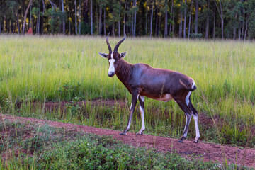 Antelope during sunset in Swaziland