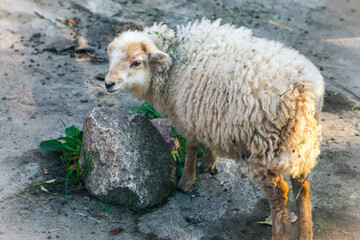 Naklejka premium little lonely unhappy fluffy lamb on the rocks