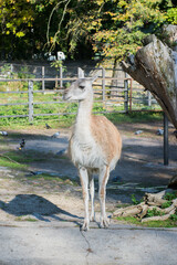 Naklejka premium fluffy llama in the zoo on the background of trees