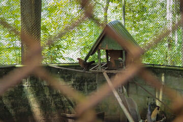 Chicken in cage on Thailand farm.