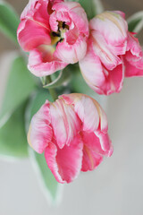 Pink tulips isolated on white background. Flowers composition. Pink tulip flowers on white background. Valentine's day, Mother's day concept. Flat lay, top view, copy space 