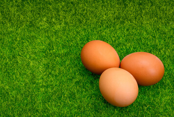 chicken eggs on green grass
