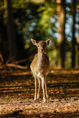 deer in the forest