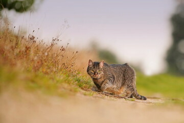 Portrait of a beautiful tabby cat. Tabby cat on the hunt.