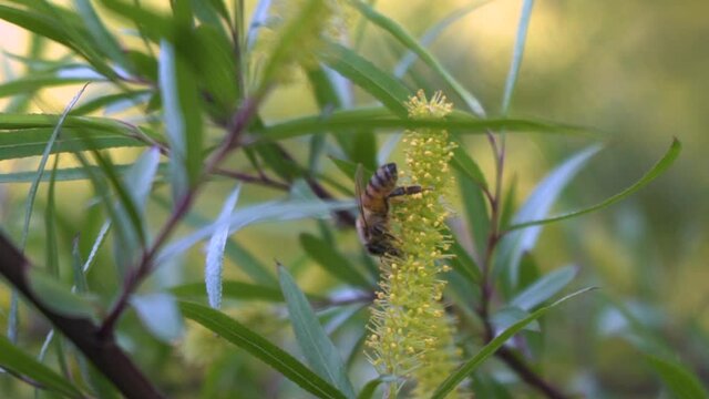 Abeja polinizando - Flora &  Fauna 