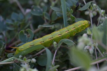 Green caterpillar with red spots climbing in a bush