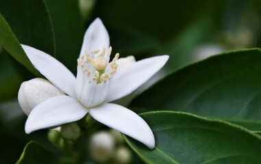Close up of a white Orange blossom