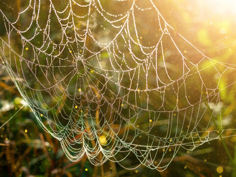 Close-up of a spider's web