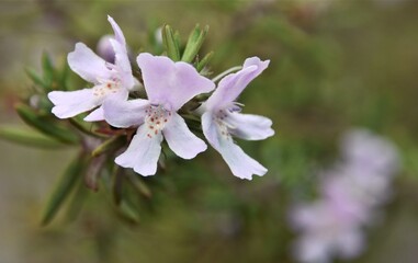 Close up of Rosemary blossoms