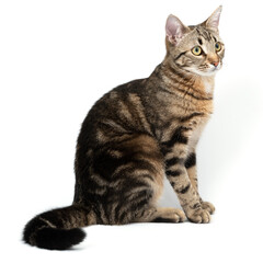 Cat tabby sitting isolated on white background.