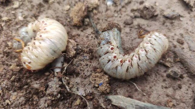 Asiatic rhinoceros larva beetle (coconut beetle) digging soil
