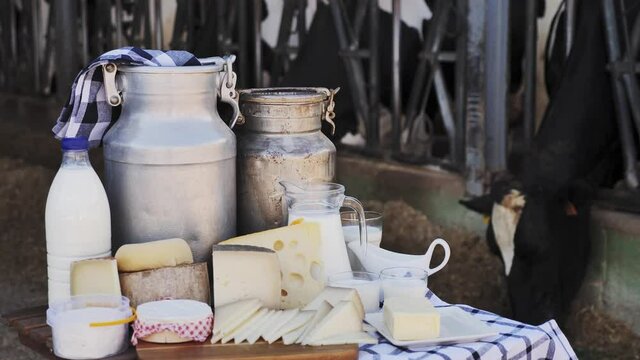Aluminum can and glass decanter with milk, fresh curd and various cheeses on table standing in outdoor cowshed. Production of dairy products 