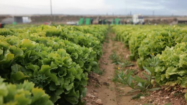 Rows of harvest of green lettuce in garden, no people. High quality FullHD footage