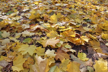 autumn yellow maple leaves on the ground