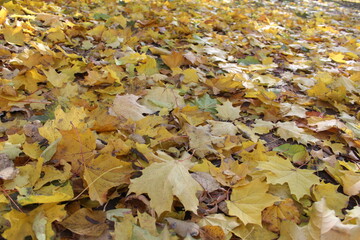 autumn yellow maple leaves on the ground