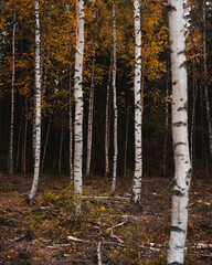 Birch stems in the forest with orange and yellow leafs