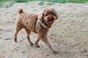 한국의강아지입니다