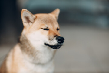 Shiba Inu pet japanese dog oudoors portrait