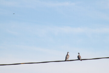Bird wire blue sky Pájaro alambrada cielo azul