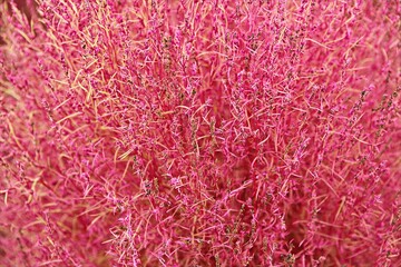 한국의식물입니다