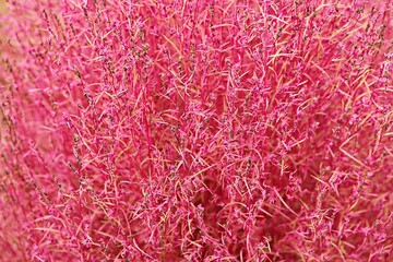 한국의식물입니다