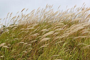 한국식물갈대입니다
