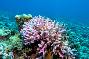 Naklejka na ściany i meble Colorful coral reef at the bottom of tropical sea, pink finger coral, underwater landscape