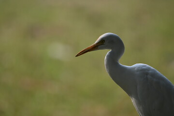 great blue heron