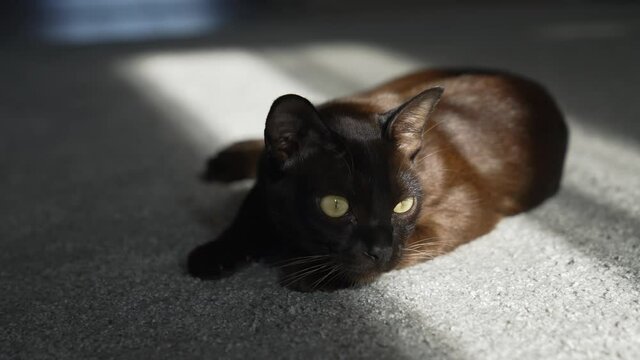 Burmese cat. Brown house cat lying on the carpet, looking at the camera. Pleased and lazy mood.