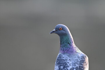 pegions