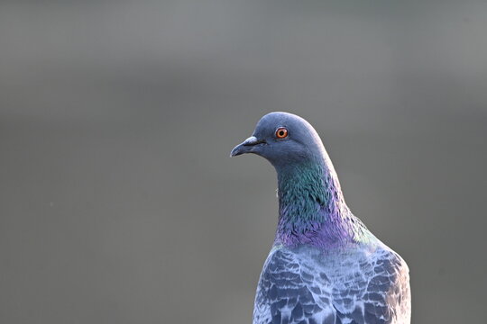 pegions