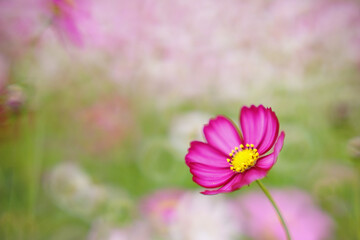 薄紅色のコスモス
