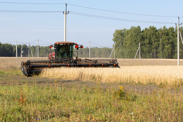 Big and massive combine is harvesting crop on sunny summer day. On background there is green forest and blue sky, green grass in foreground.