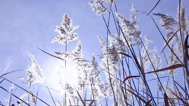 Reeds (Arundo donax) sway in the wind in the sunlight. Silvery ripe autumn rush sways. Pastel colors.