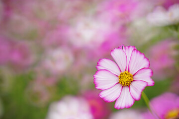 秋の花コスモス