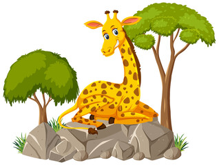Isolated scene with cute giraffe laying on stone