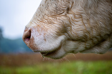 Charolais beef cattle. Cow head close-up of the snout.