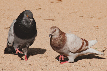 Palomas birds city ciudad colores colours arena sand 