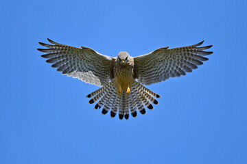 Turmfalke // Common kestrel (Falco tinnunculus)