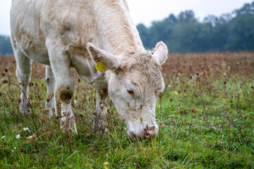 Charolais cattle grazing on rich pastures in Slovakia.