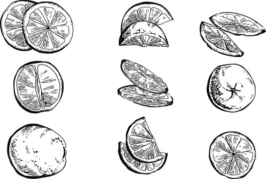 Black and white set of hand drawn lemon fruits