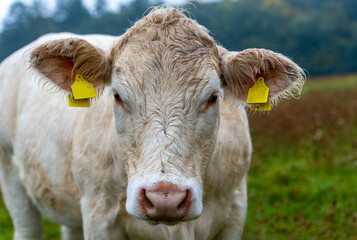 Charolais Cattle, white bull head front view.
