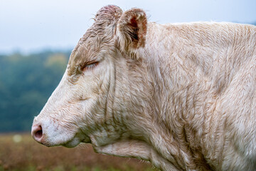 Charolais Cattle, white bull head side view.