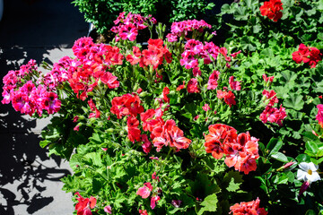Fototapeta na wymiar Vivid red and pink Pelargonium flowers, known as geraniums or storksbills and fresh green leaves in small pots in front of an old timber house in a sunny spring day, multicolor natural texture.