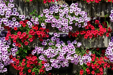 Fototapeta na wymiar Large group of vivid red, purple and white Petunia axillaris flowers and green leaves in a garden pot in a sunny summer day.