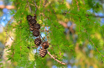 pine cones and needles