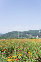 Autumn Zinnia flower field in Korea