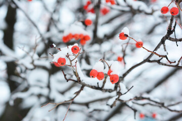 Red rowan berries on the tree as a favourite food for birds in winter. Winter background with a rowan tree branch, red berries and white snow.