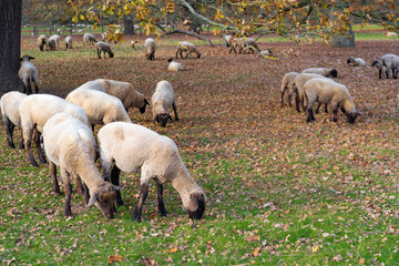 Naklejka premium Flock of black-headed sheep on an autumn pasture